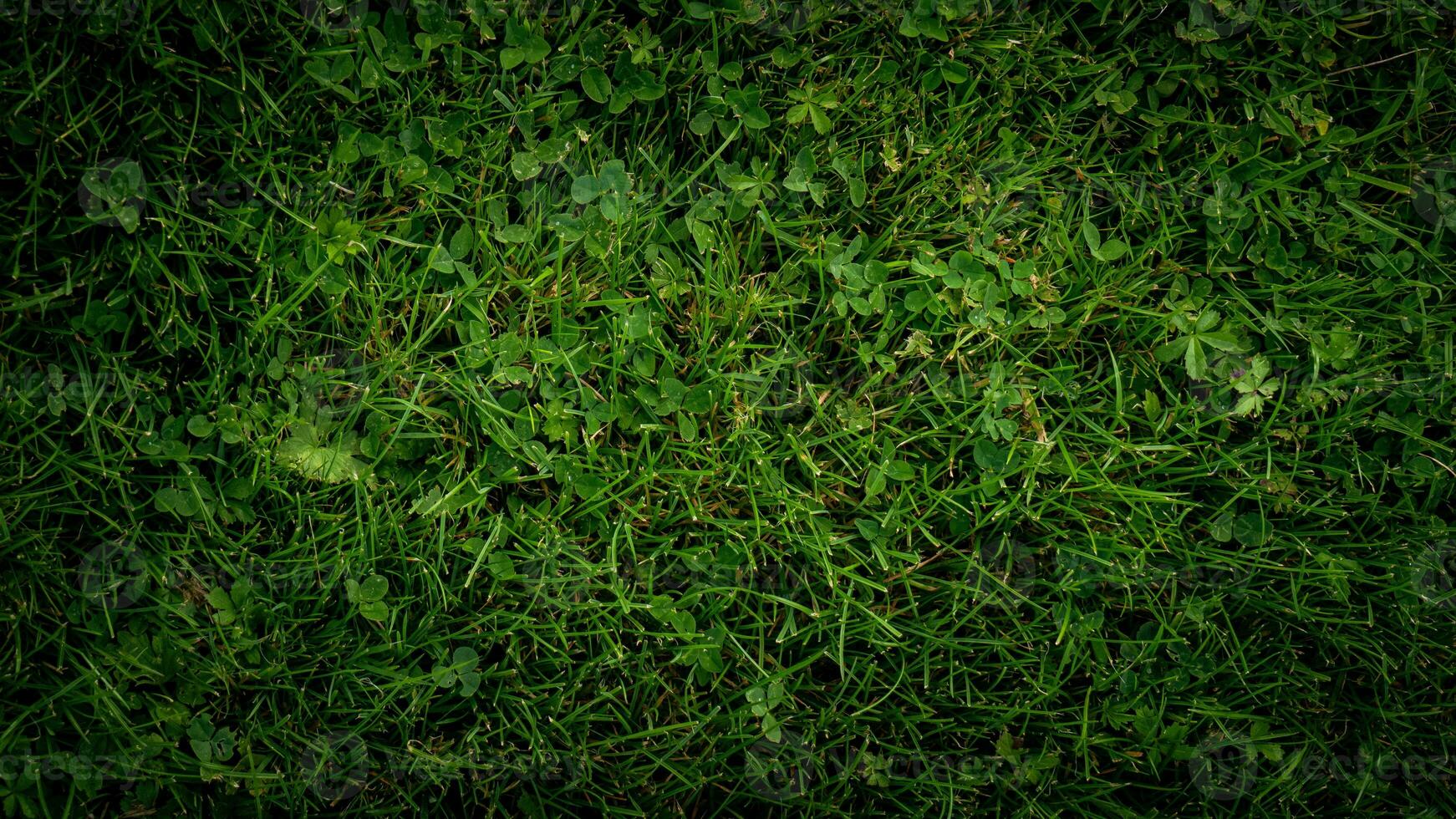 texture Contexte de vert herbe photo