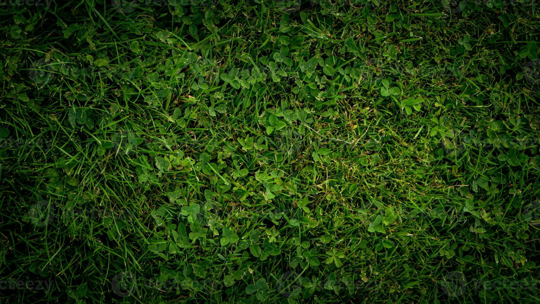 texture Contexte de vert herbe photo