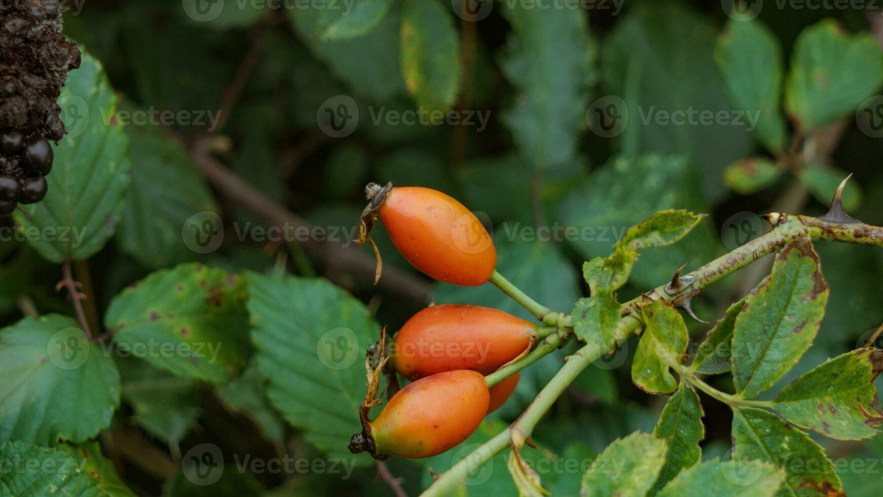 macro coup de mûr Rose les hanches dans la nature photo