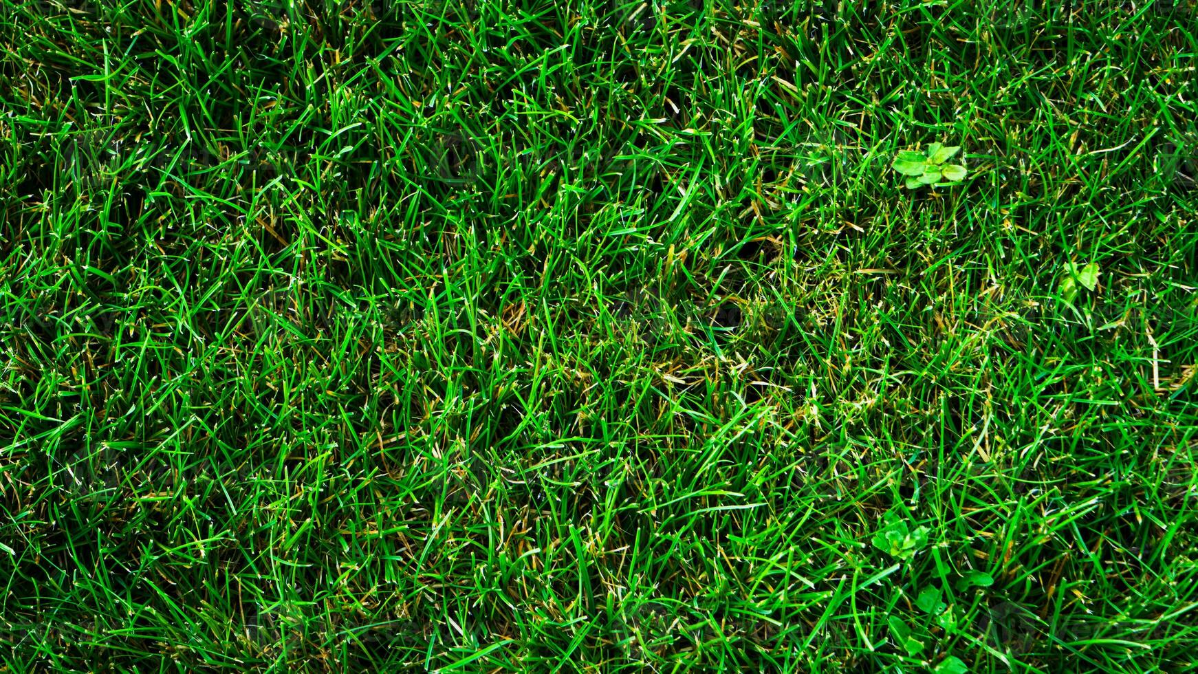 texture Contexte de vert herbe photo