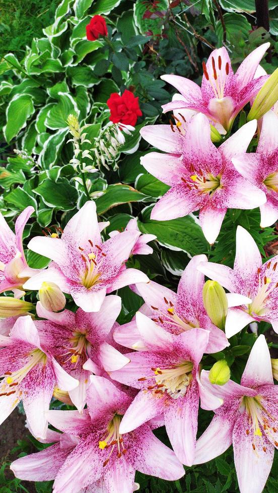 hémérocalle. les fleurs de lys poussent dans un parterre de fleurs. décoration de jardin photo