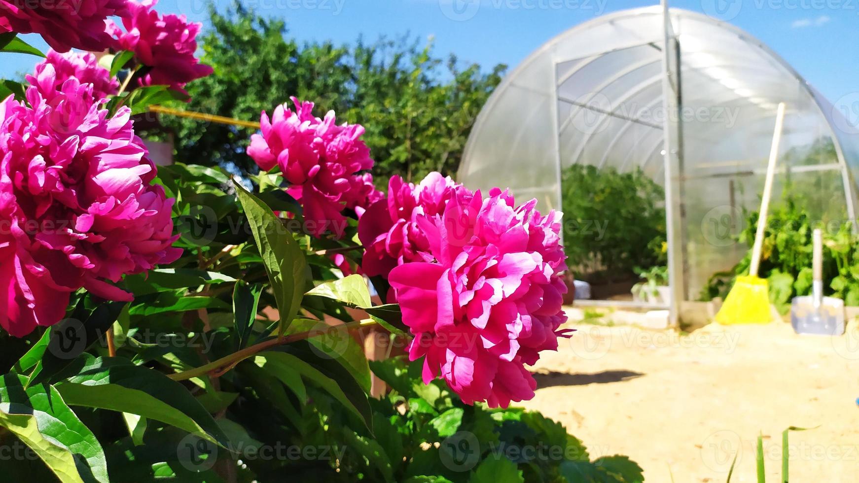 pivoine en fleurs près de la serre photo