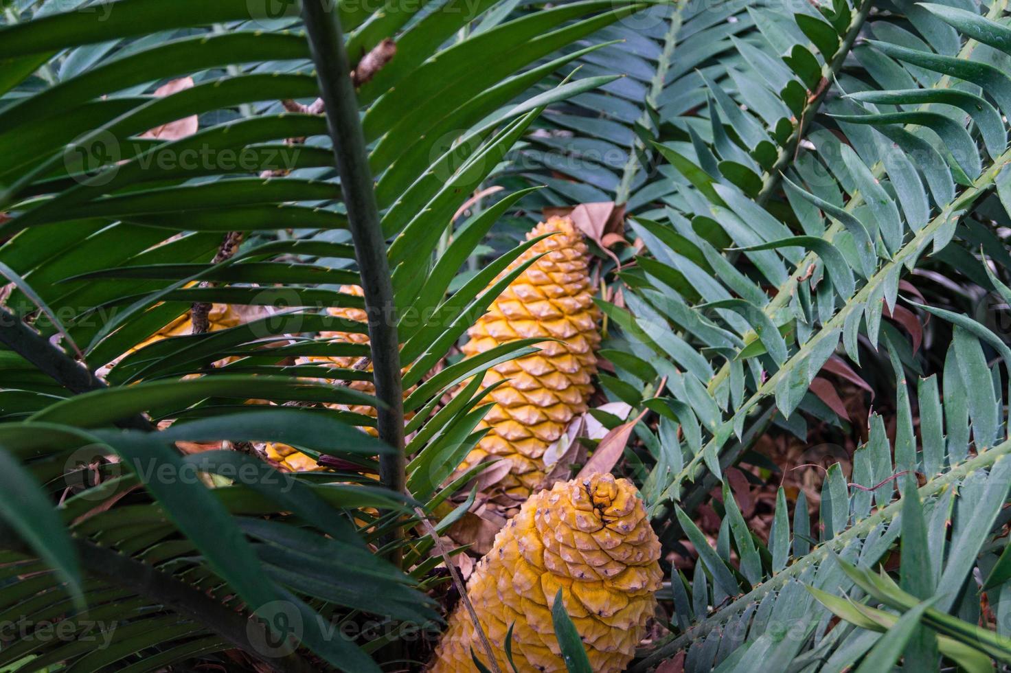 cycad fougère palmier - encephalartos kisambo photo