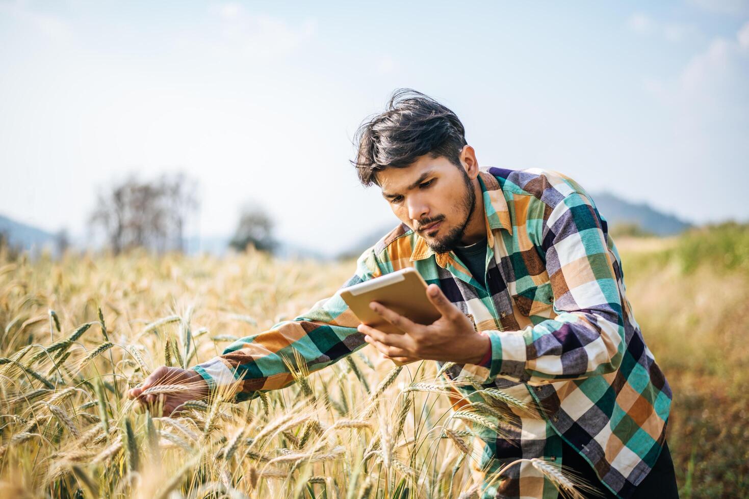 agriculteur intelligent vérifiant la ferme d'orge avec une tablette photo