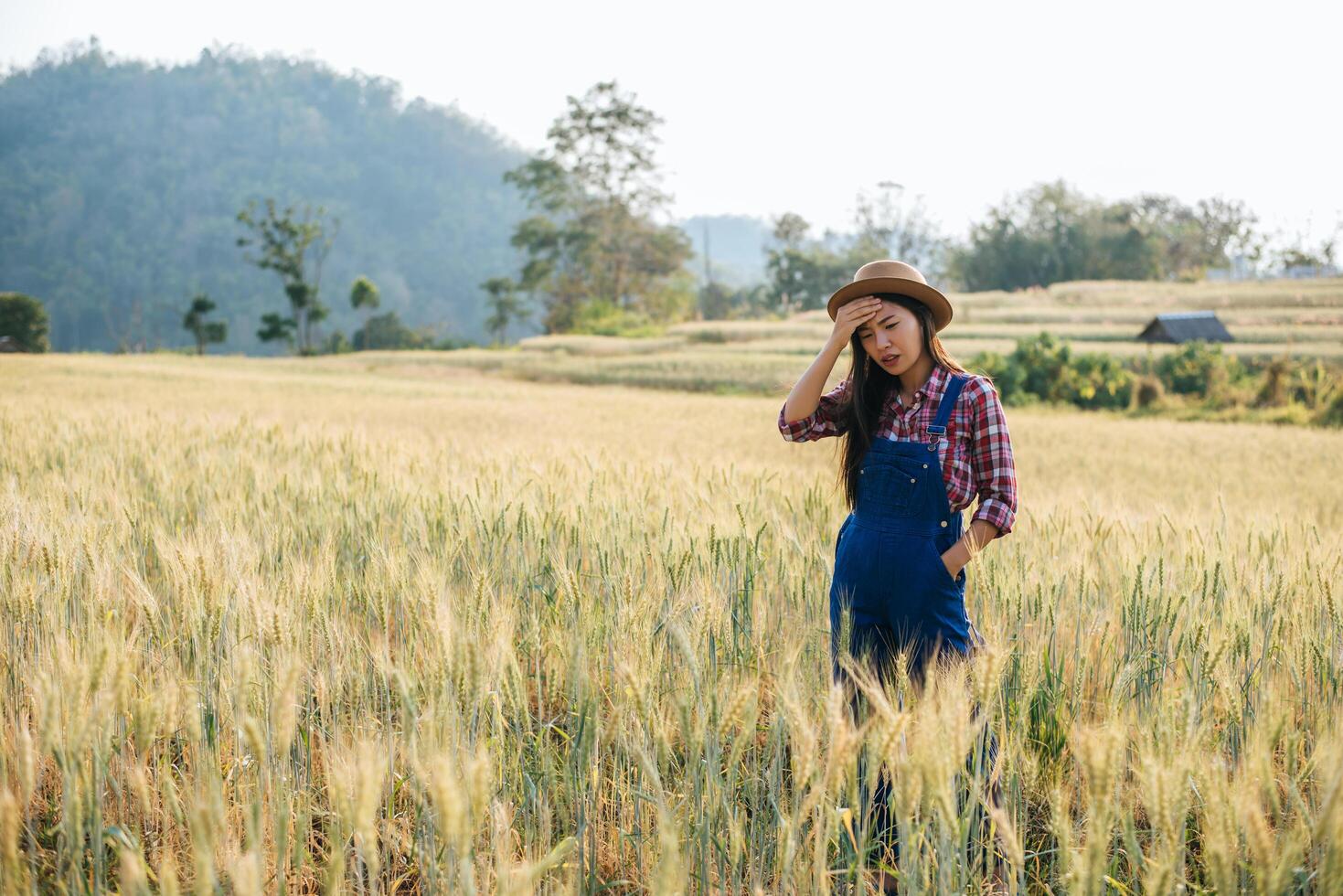 agricultrice avec la saison de récolte des champs d'orge photo