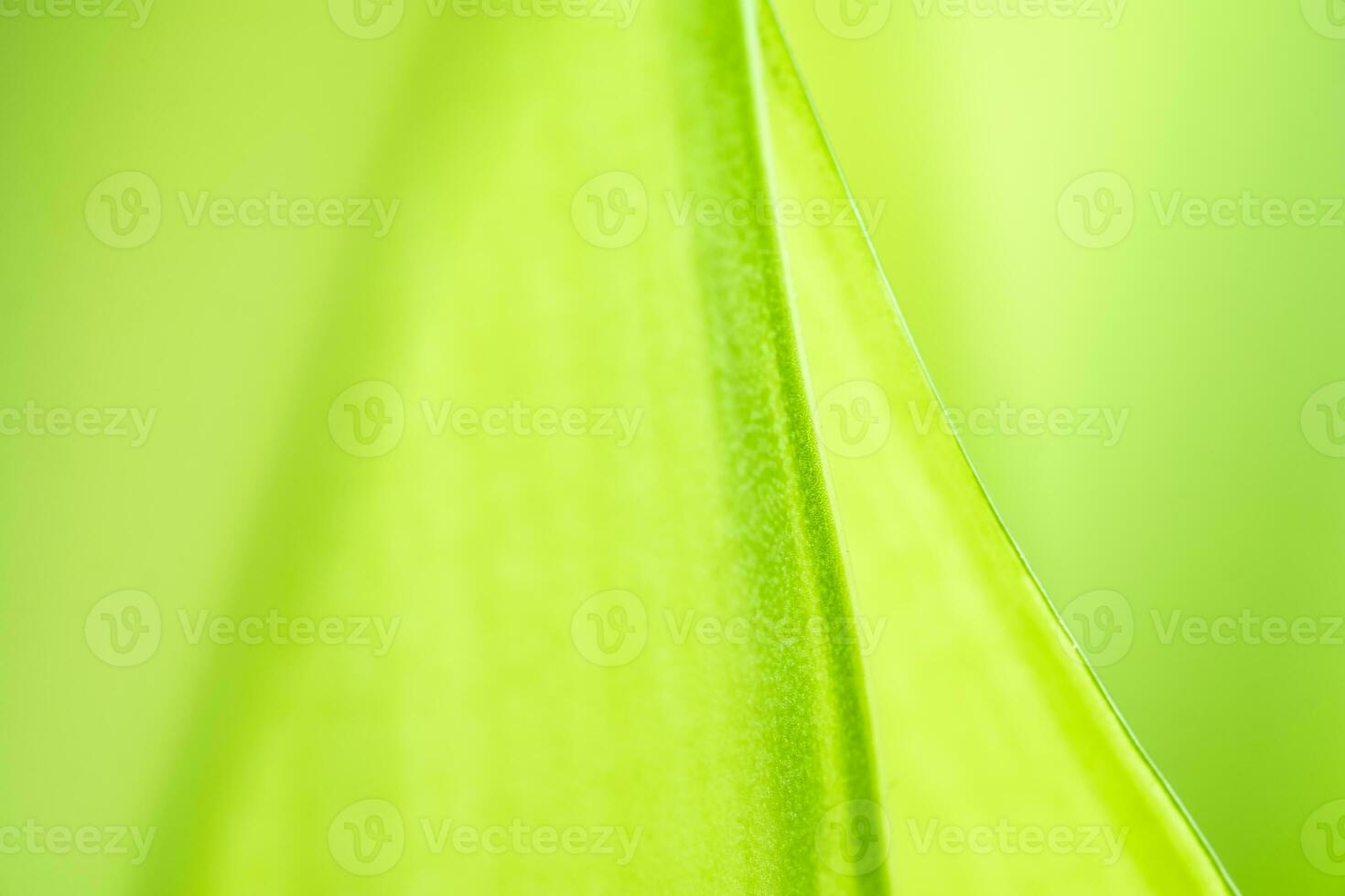 pente la nature vue de vert feuille sur flou verdure Contexte dans jardin avec copie espace en utilisant comme Contexte Naturel vert les plantes paysage, écologie, Frais fond d'écran photo