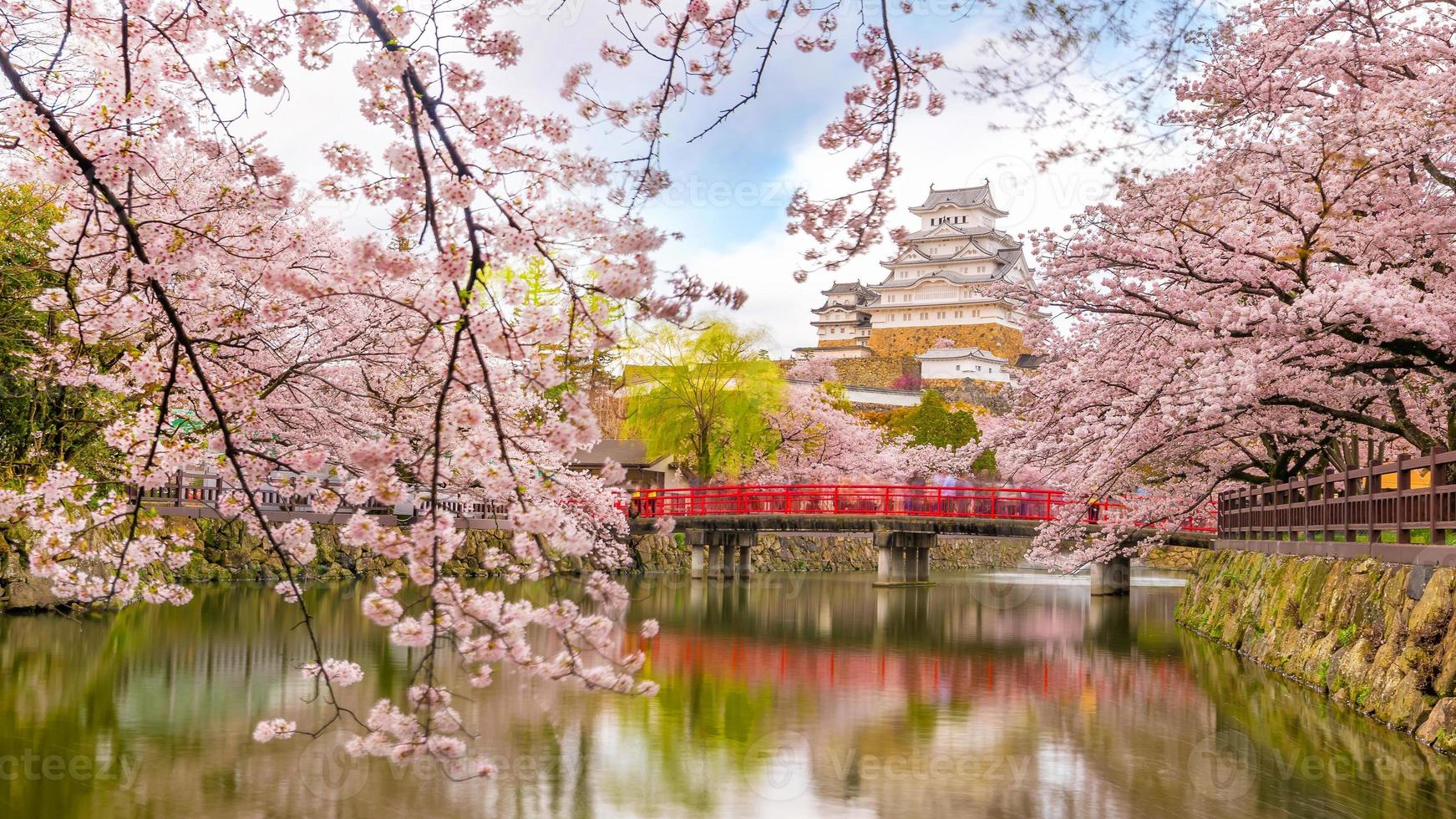 château himeji avec saison des cerisiers en fleurs sakura photo