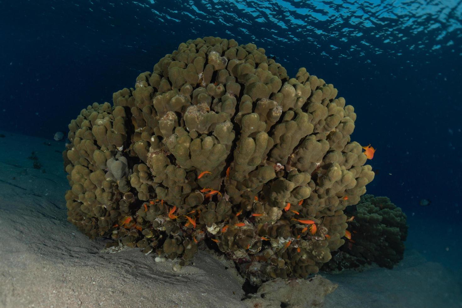 récif de corail et plantes aquatiques dans la mer rouge, eilat israël photo