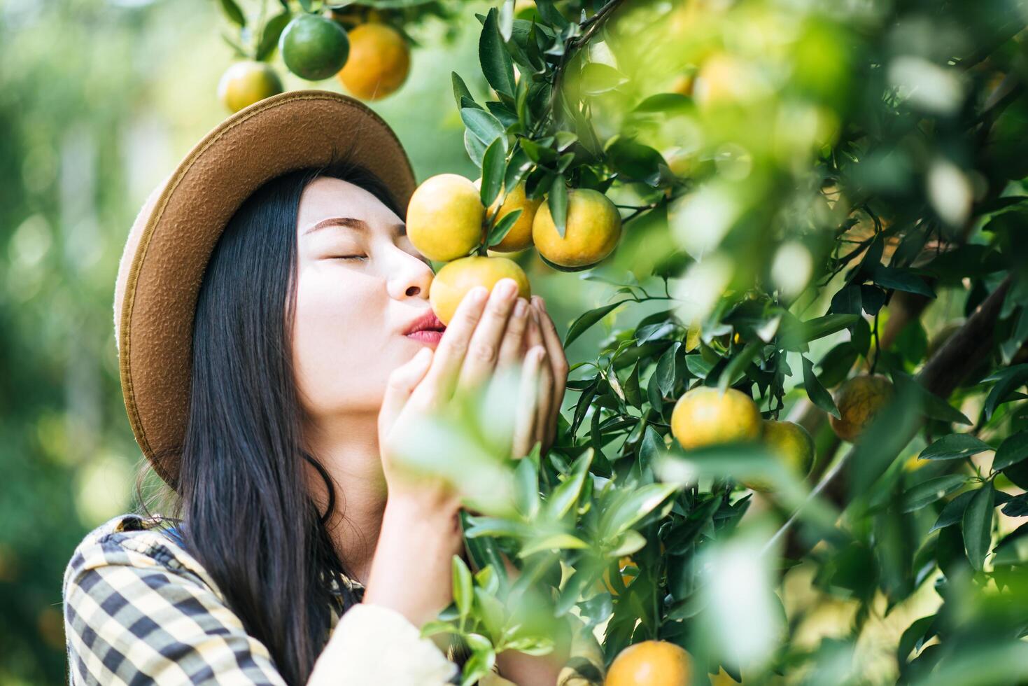 femme récoltant une plantation d'oranges photo