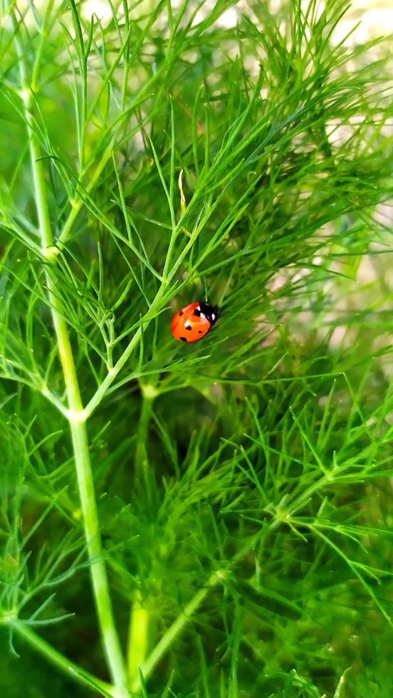 coccinelle en gros plan est assise sur un buisson photo