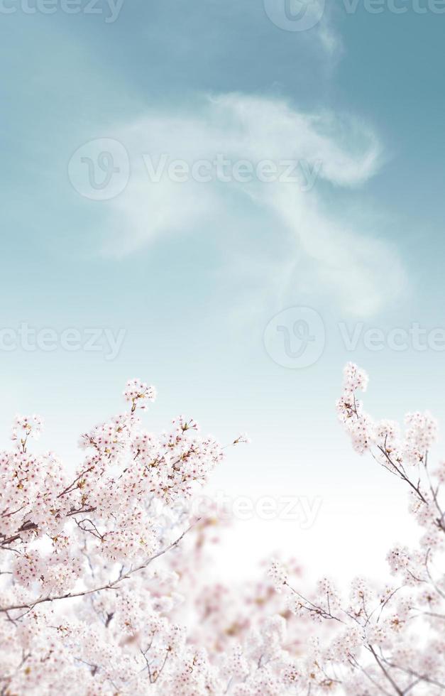 beau fond de fleurs de printemps, thème de la saison, bonjour le printemps photo