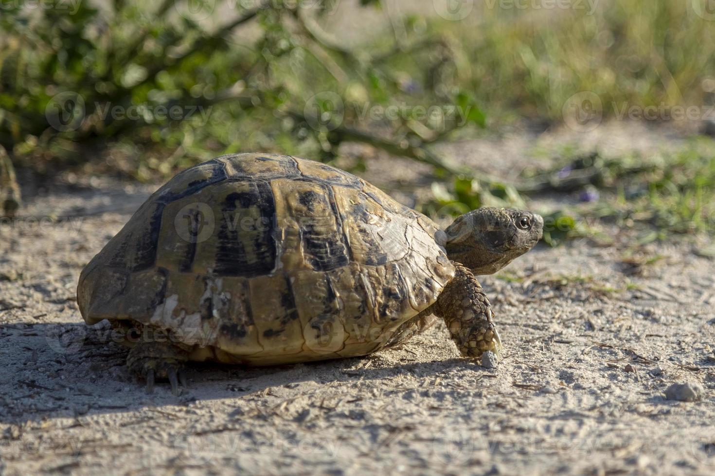 tortue d'hermann rampant dans la nature en bulgarie. photo