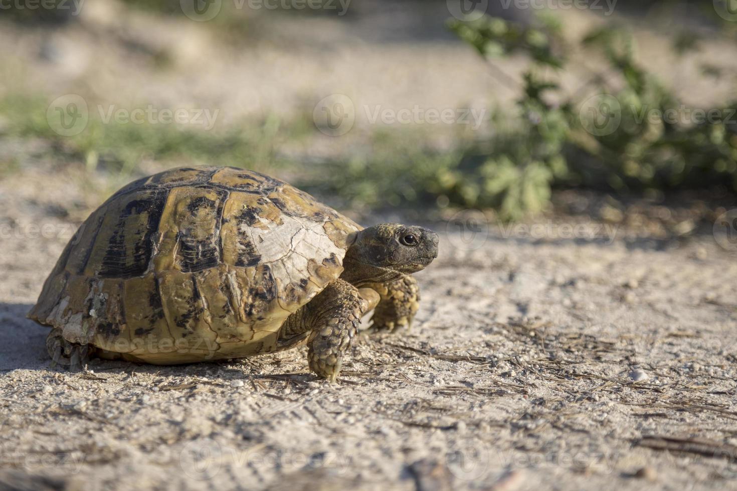 tortue d'hermann rampant dans la nature en bulgarie. photo