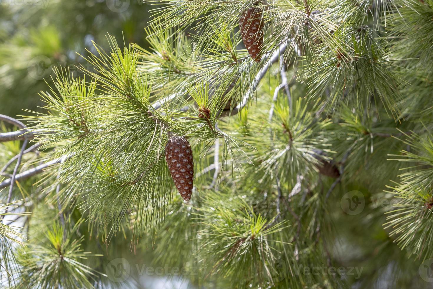 gros plan de pommes de pin sur la branche. photo