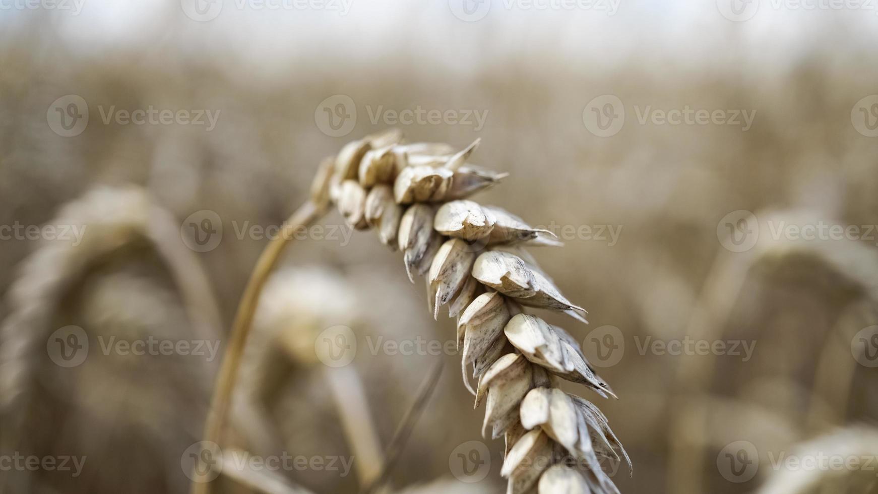 gros plan de tiges de blé doré, épi de grain. photo