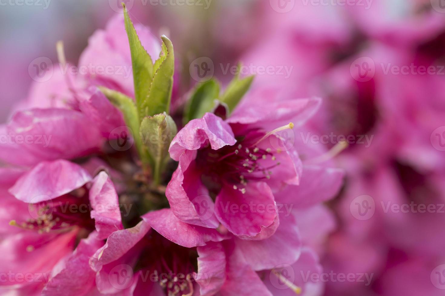 gros plan de fleurs roses de pêches en fleurs. photo