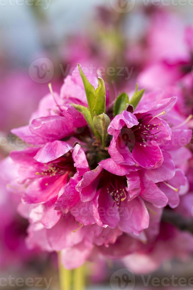 gros plan de fleurs roses de pêches en fleurs. photo