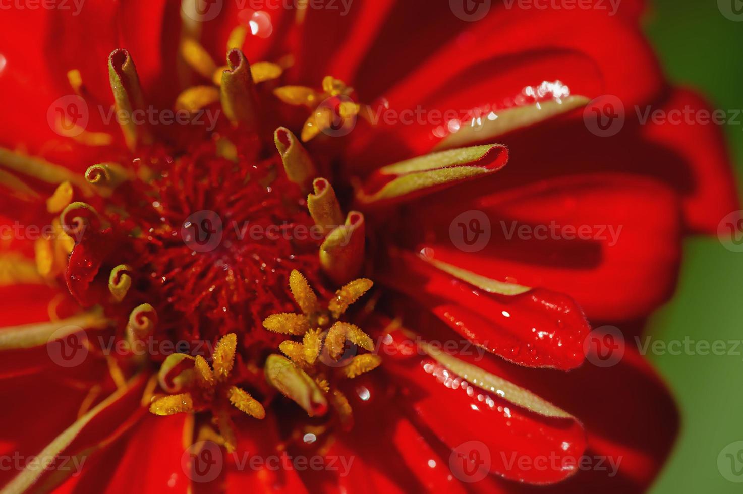 gros plan de fleur de zinnia rouge photo