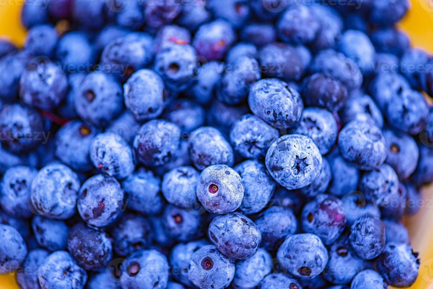 bleuets fraîchement cueillis photo