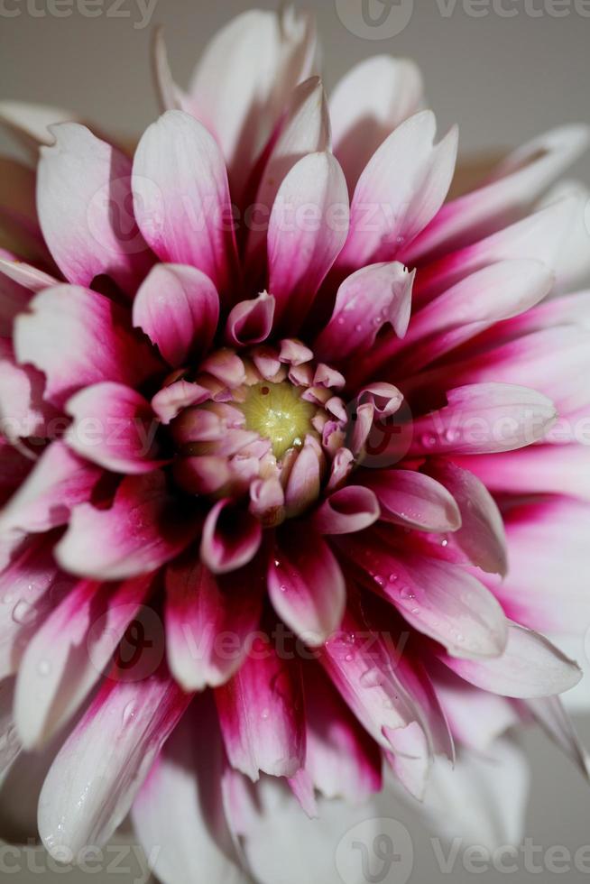 Fleur fleur macro dahlia pinnata famille compositae haute qualité photo