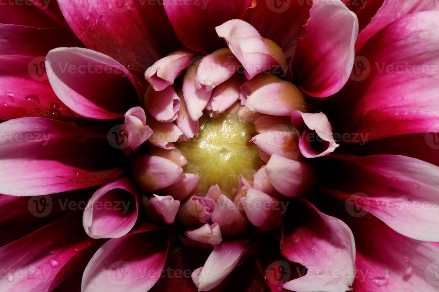 Fleur fleur macro dahlia pinnata famille compositae haute qualité photo