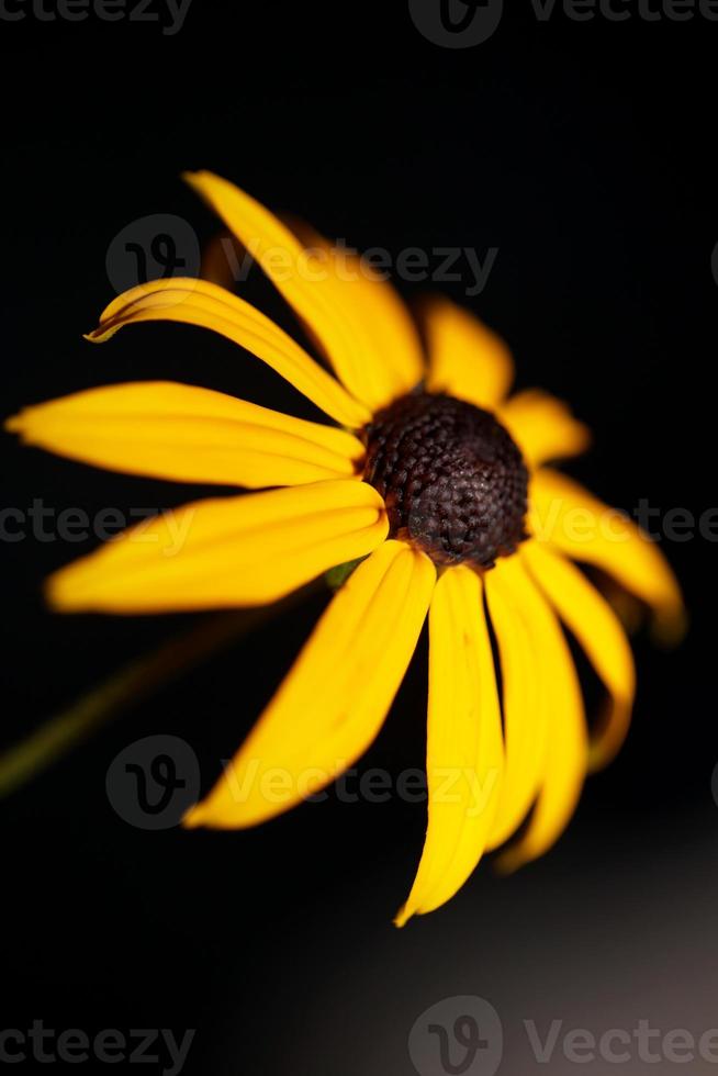 Fower blossom close up background rudbeckia fulgida family compositae photo