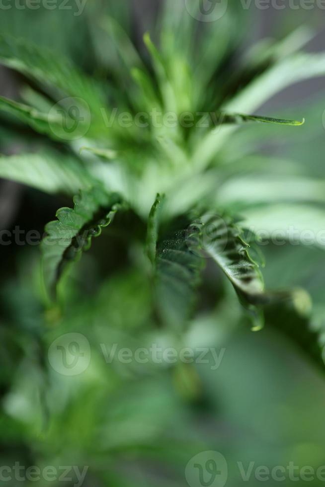 feuilles de marijuana en gros plan famille indica cannabaceae super citron haze photo