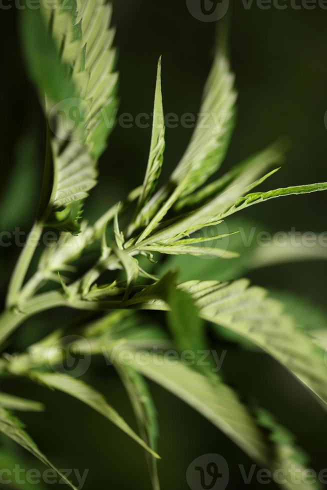 feuilles de marijuana en gros plan famille indica cannabaceae super citron haze photo
