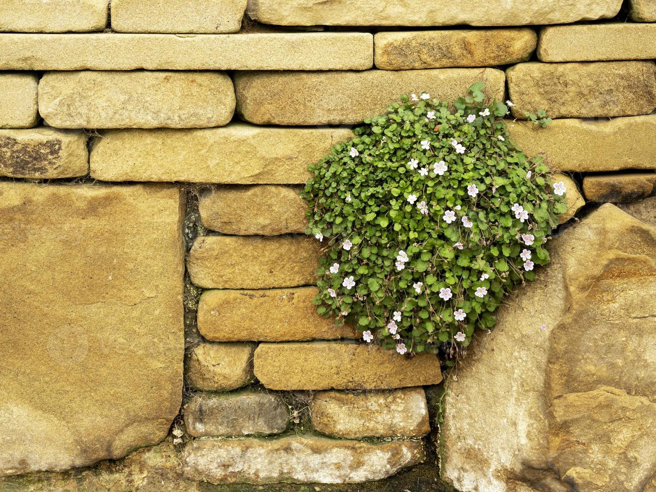 Fairy heronsbill plante floraison sur un mur de pierre photo