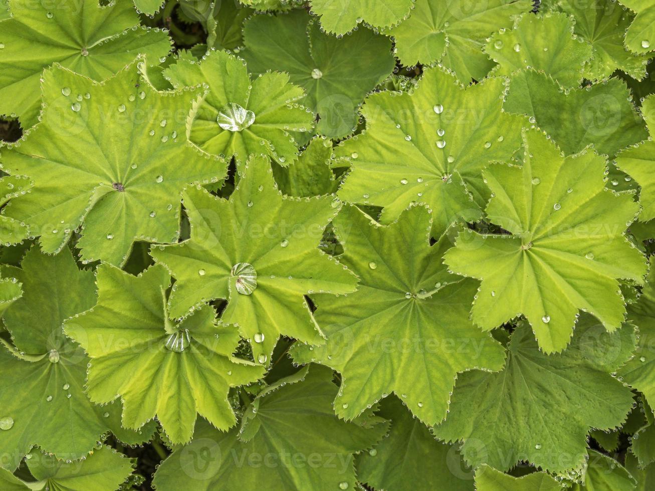 feuilles vertes du manteau de dame avec des gouttelettes d'eau photo