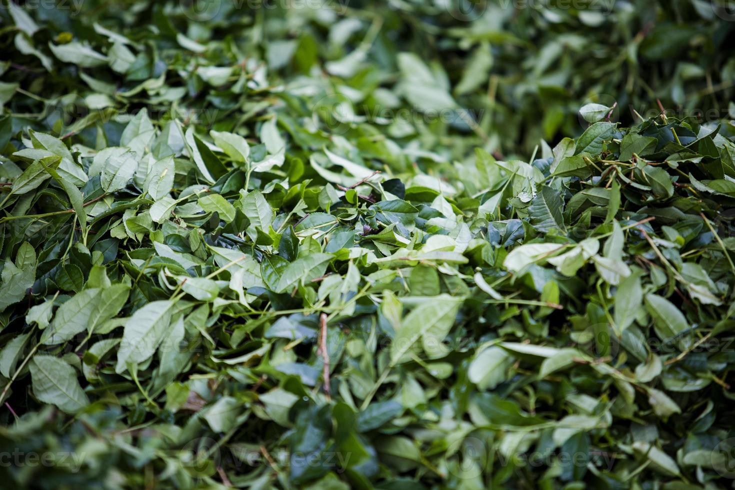 champ de thé, feuilles de thé, thé vert bio photo