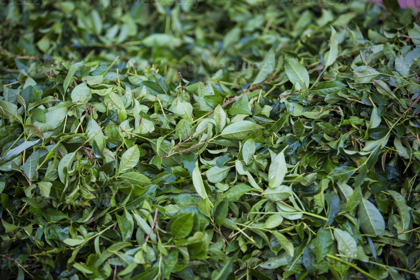 champ de thé, feuilles de thé, thé vert bio photo