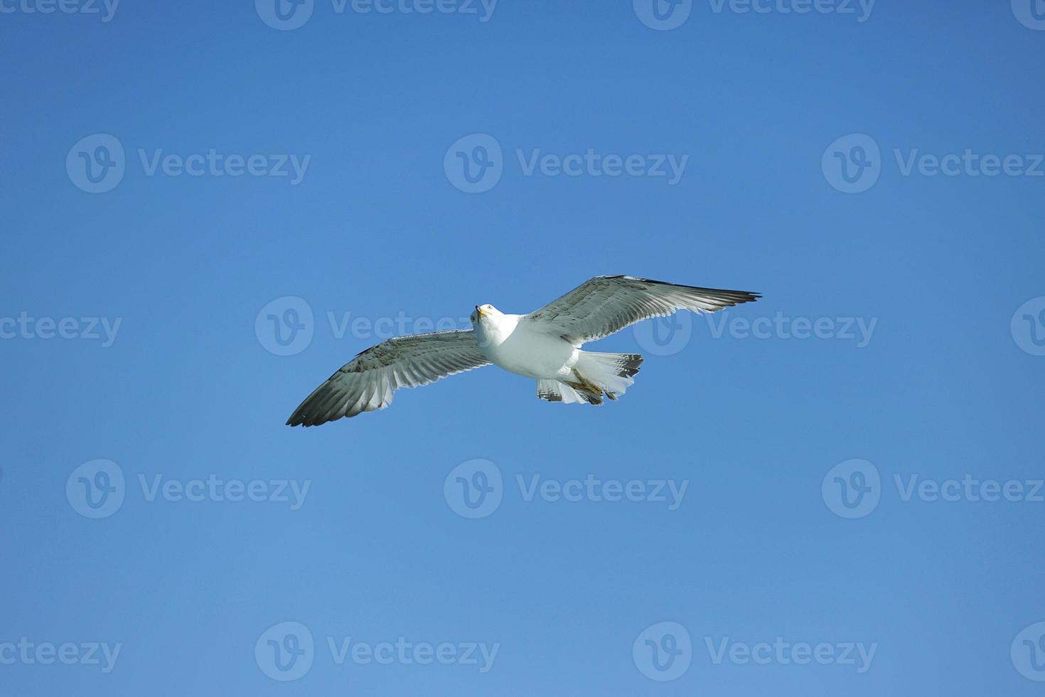 mouette de mer, mouettes blanches, mouette volante photo