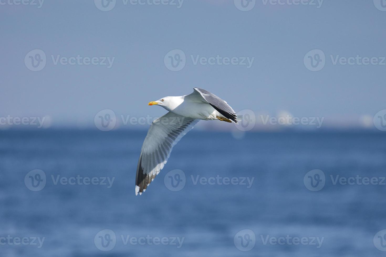 mouette de mer, mouettes blanches, mouette volante photo