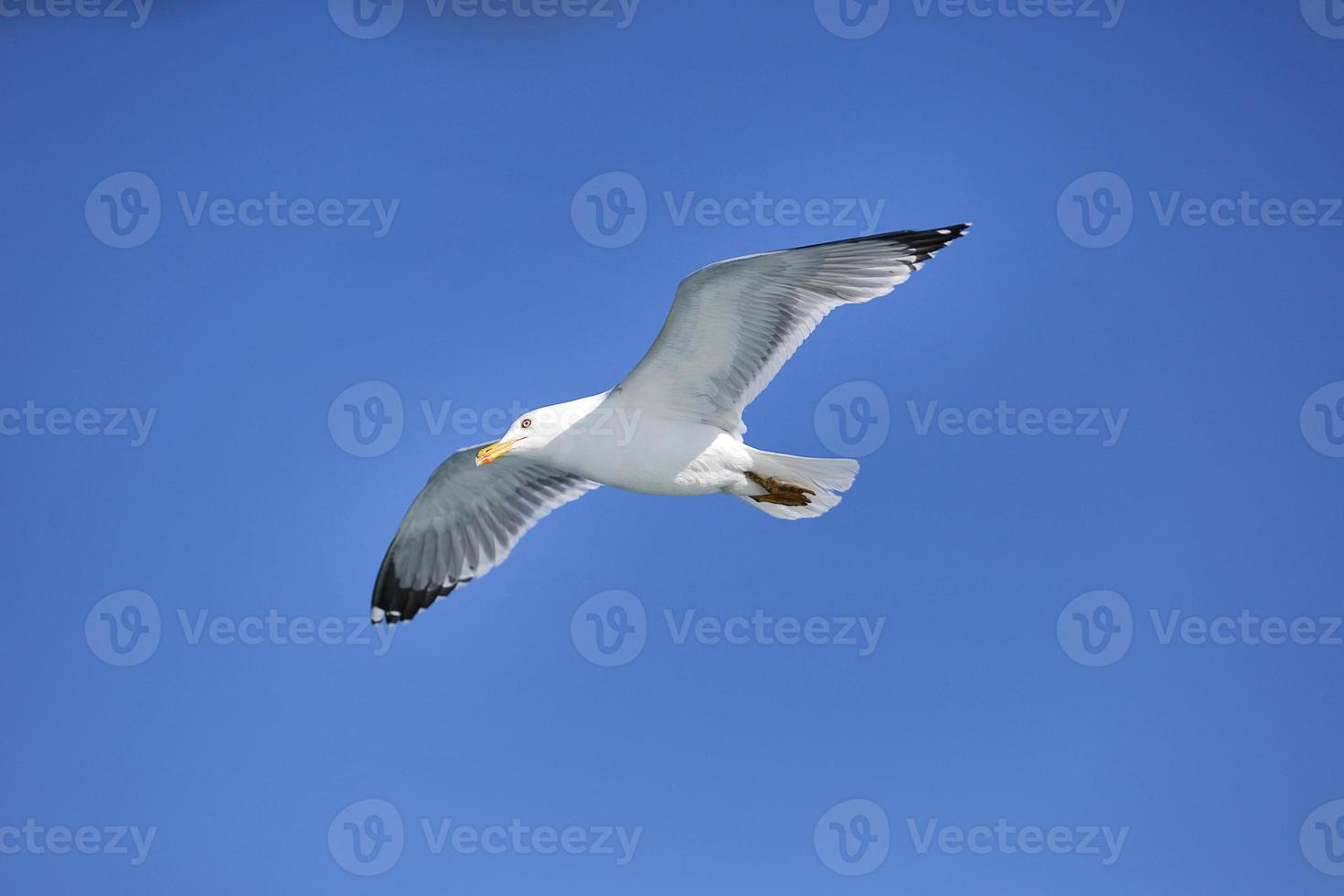 mouette de mer, mouettes blanches, mouette volante photo