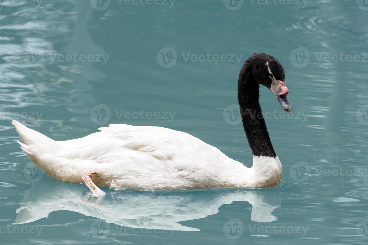 cygne blanc dans le lac photo