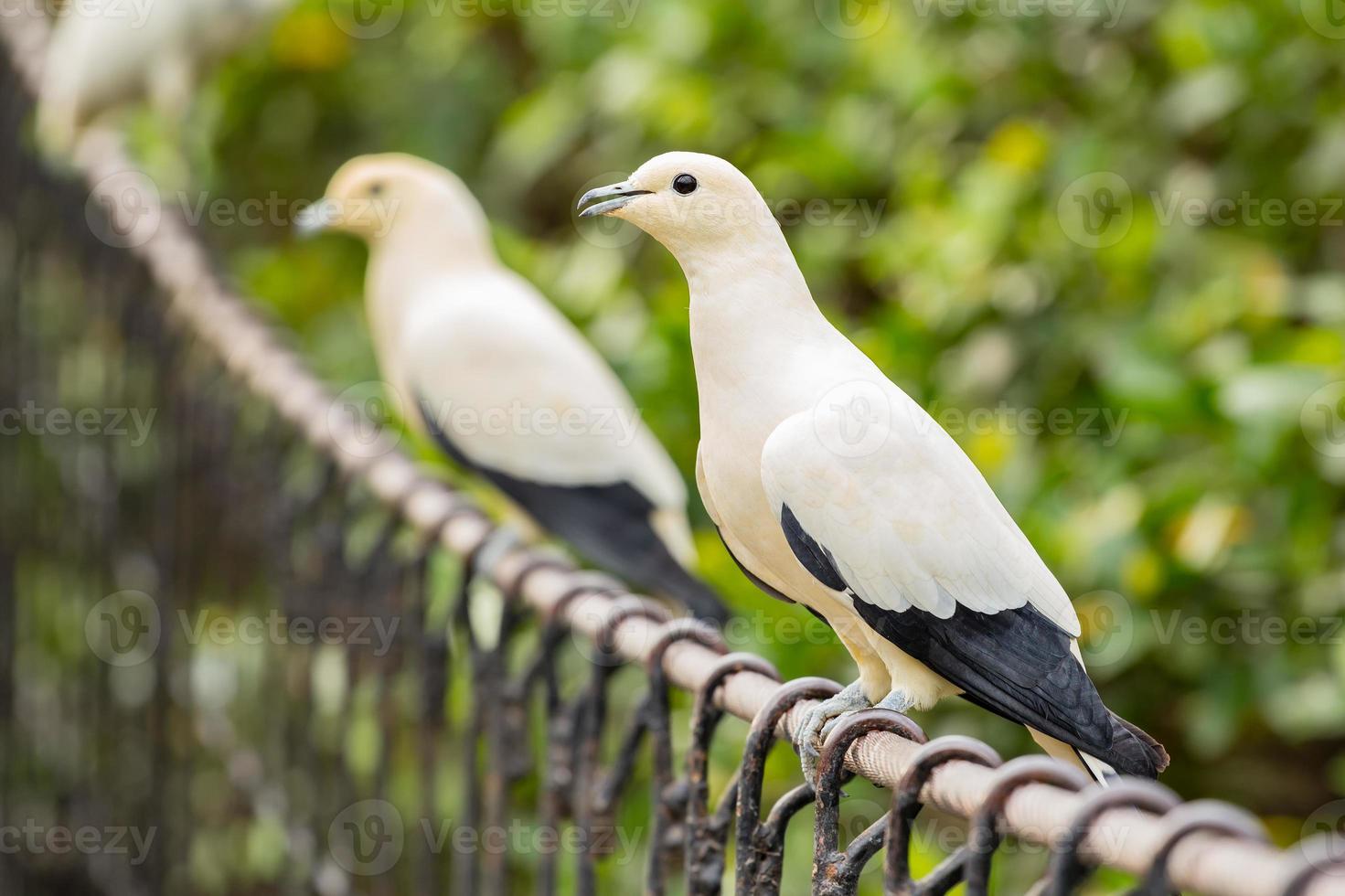 Pigeon impérial pie sur le pont ferroviaire photo
