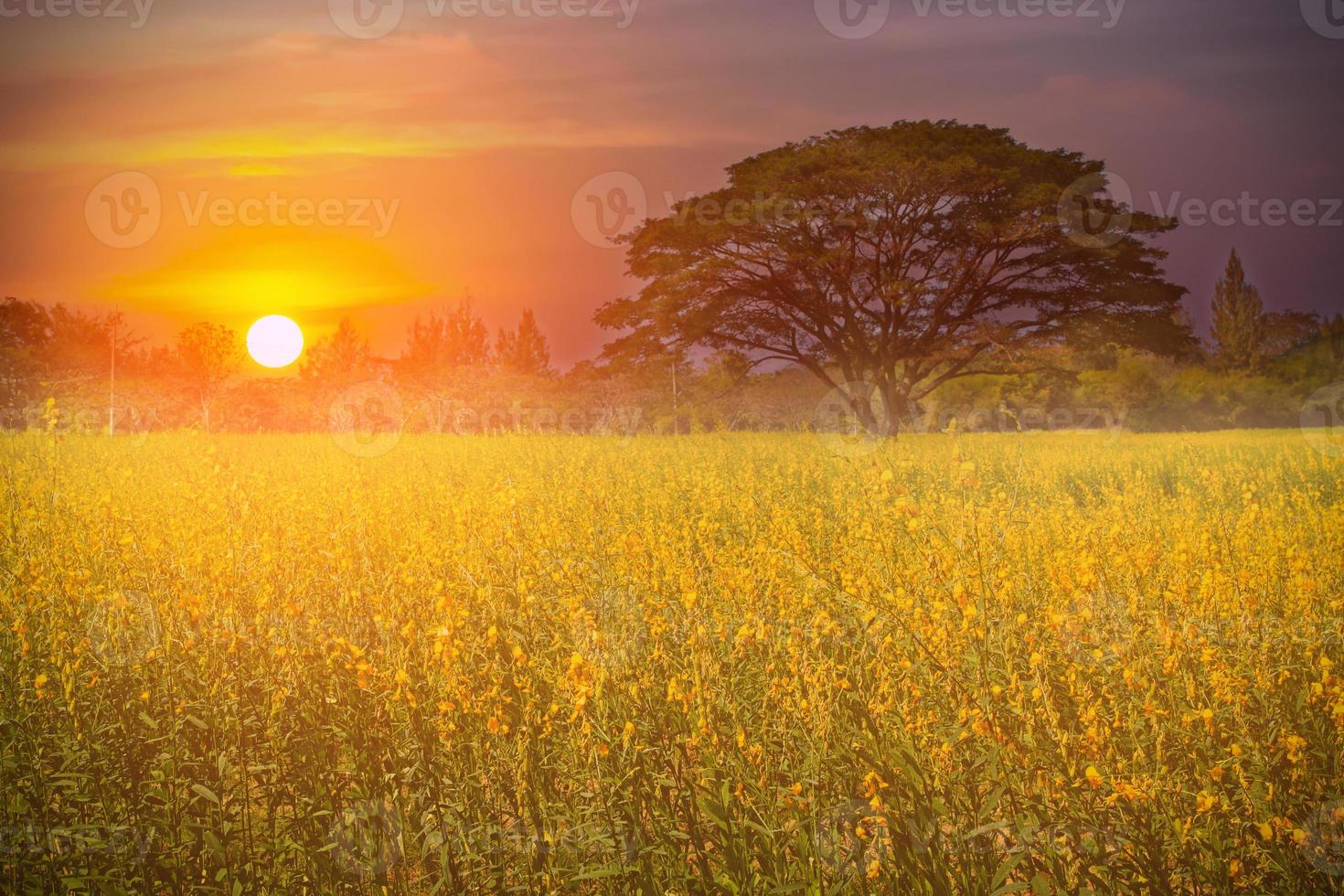 grand arbre dans la ferme aux fleurs jaunes au beau lever de soleil photo