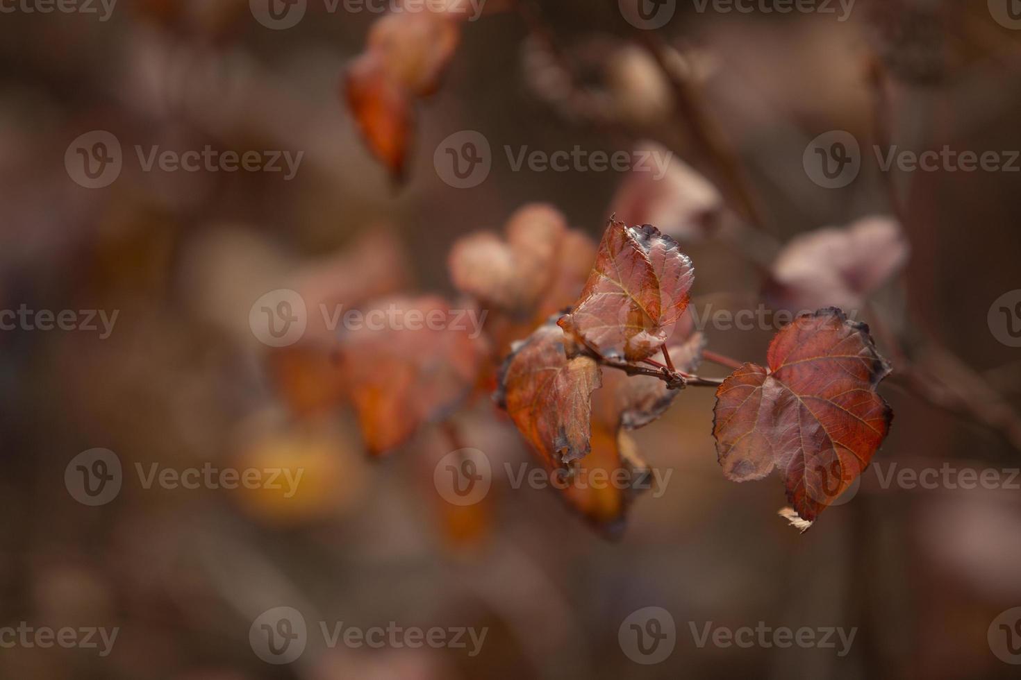 belles feuilles d'automne sur un gros plan de buisson photo