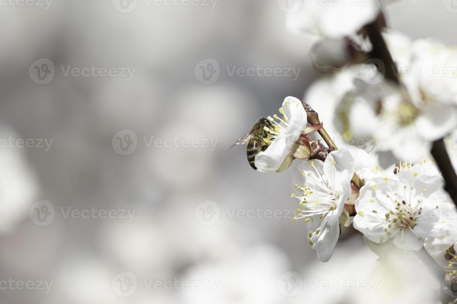 abeille sur fleur d'abricotier photo