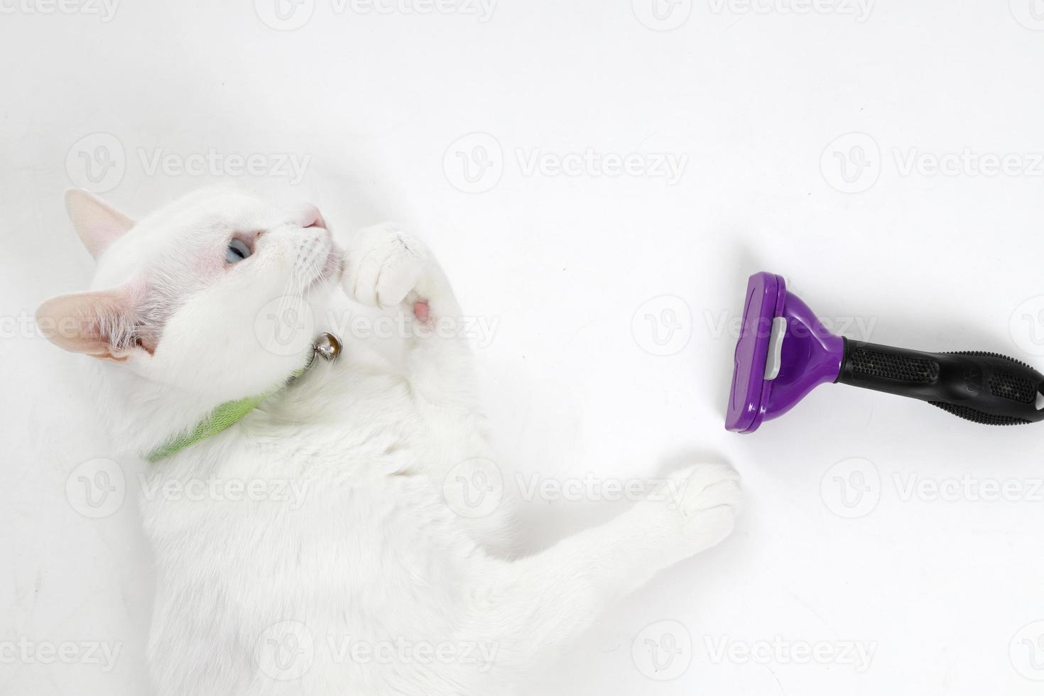 fourrure de chat blanc photo