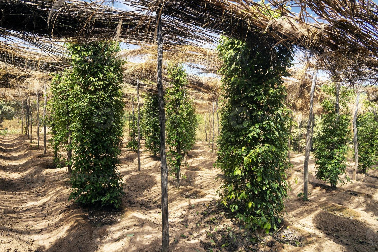 vignes de poivre poussant dans une ferme de poivre biologique dans la province de Kampot au Cambodge photo