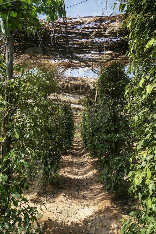 vignes de poivre poussant dans une ferme de poivre biologique dans la province de Kampot au Cambodge photo