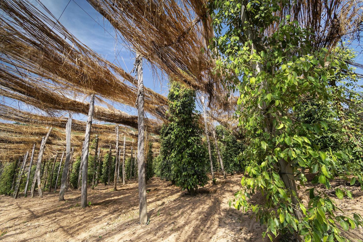 vignes de poivre poussant dans une ferme de poivre biologique dans la province de Kampot au Cambodge photo