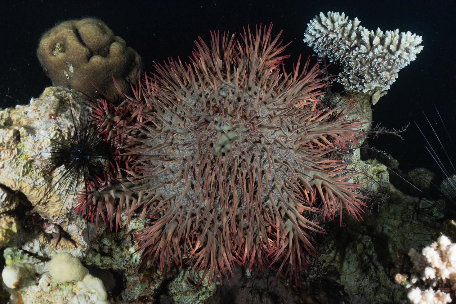 récif de corail et plantes aquatiques dans la mer rouge, eilat israël photo