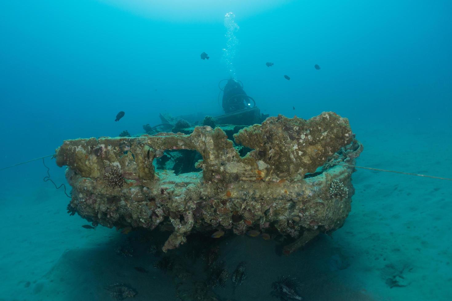 récif de corail et plantes aquatiques dans la mer rouge, eilat israël photo