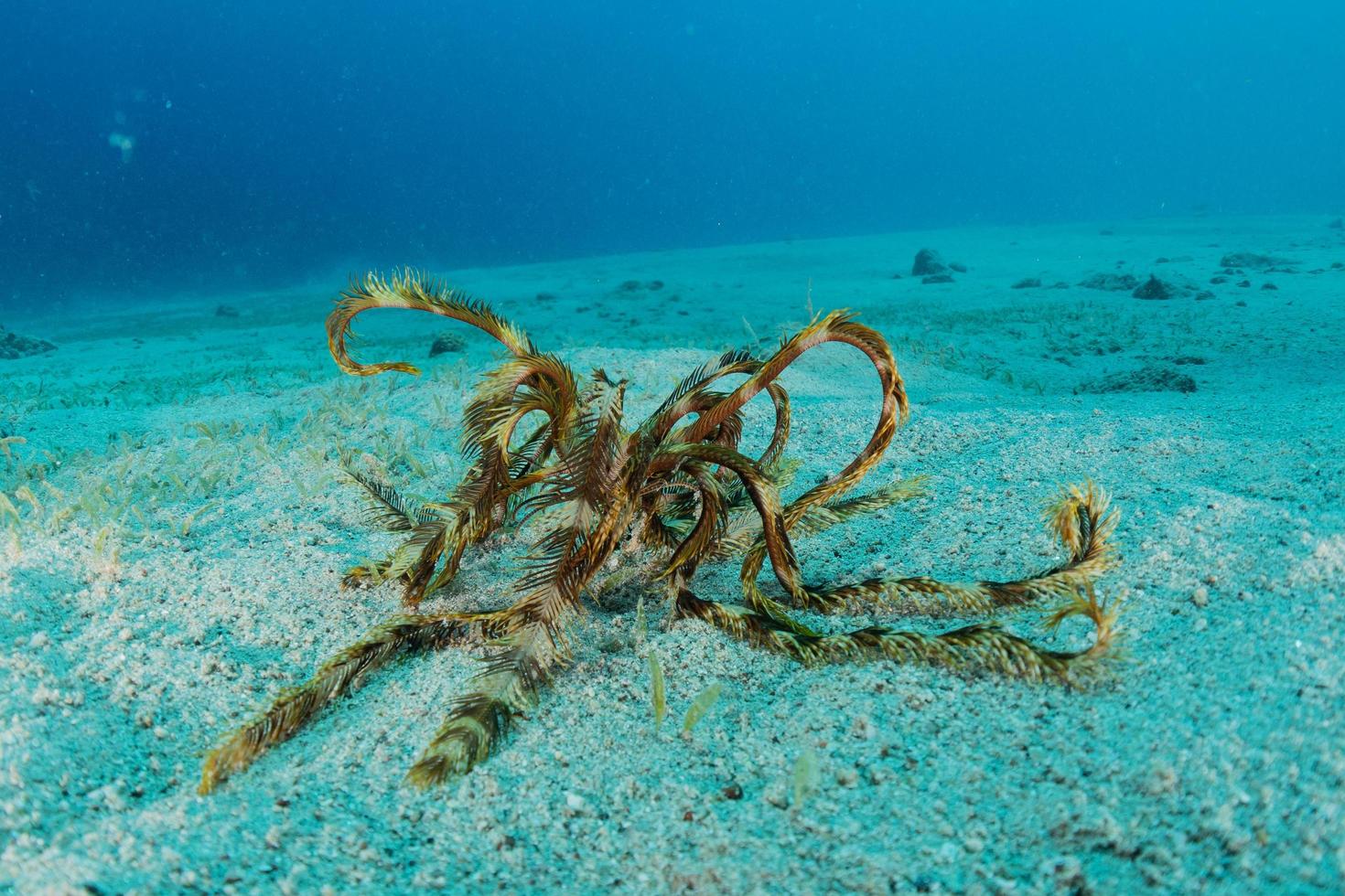 récif de corail et plantes aquatiques dans la mer rouge, eilat israël photo