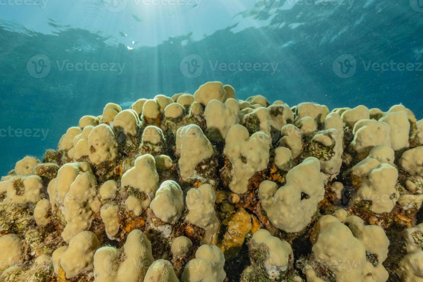 récif de corail et plantes aquatiques dans la mer rouge, eilat israël photo