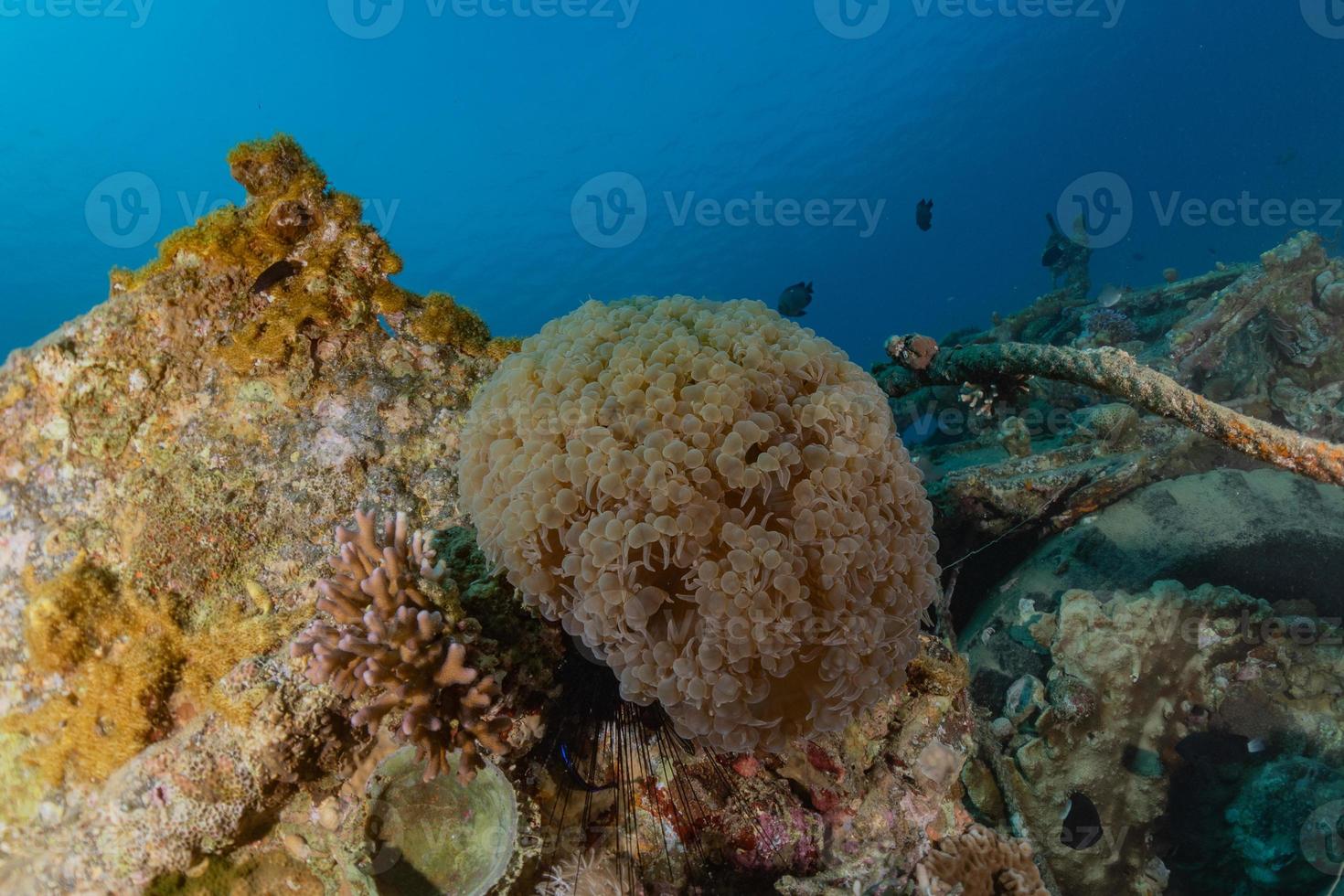 récif de corail et plantes aquatiques dans la mer rouge, eilat israël photo