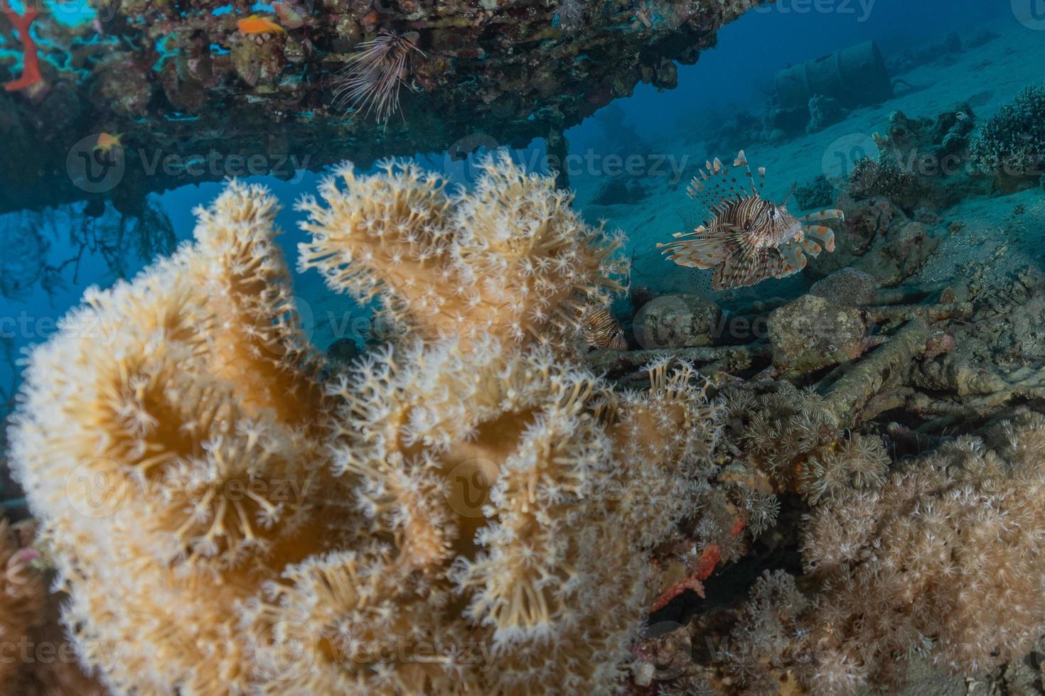 récif de corail et plantes aquatiques dans la mer rouge, eilat israël photo